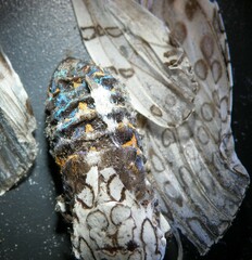 Hypercompe scribonia