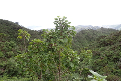 Cheirodendron trigynum