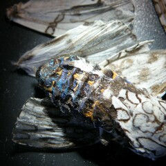 Hypercompe scribonia