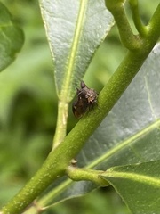 Acanthuchus trispinifer