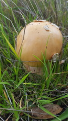 Amanita velosa