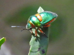 Lampromicra senator