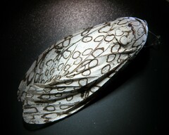 Hypercompe scribonia