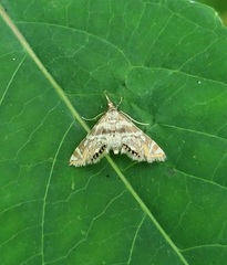 Petrophila canadensis