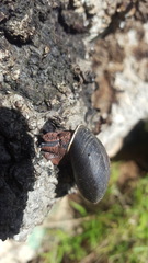 Monadenia infumata