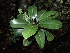 Planchonella spathulata