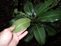 Planchonella spathulata