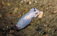 Dendrodoris azineae