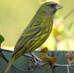 Crithagra scotops umbrosa