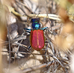 Cicindela scutellaris