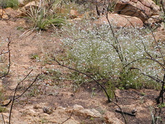 Cryptantha intermedia