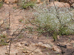 Cryptantha intermedia