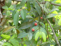 Salacia chinensis
