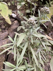 Gnaphaliothamnus salicifolius