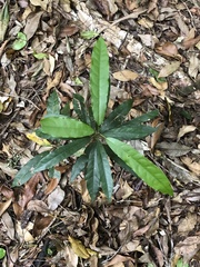 Carronia multisepalea