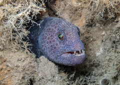 Anarrhichthys ocellatus