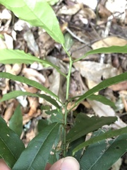 Carronia multisepalea