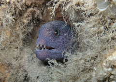 Anarrhichthys ocellatus