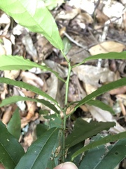 Carronia multisepalea