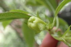 Kadua acuminata