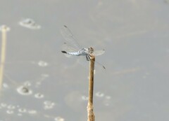 Brachydiplax denticauda