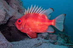 Pristigenys serrula