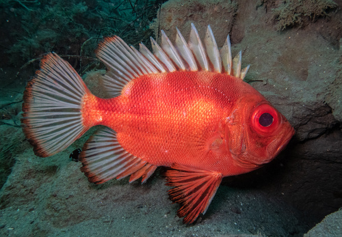 Popeye catalufa (Pristigenys serrula) — Priacanthidae — 5