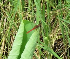 Rhodothemis lieftincki