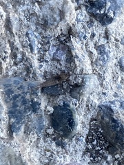 Entomobrya unostrigata