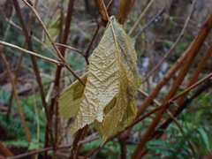 Rubus spectabilis