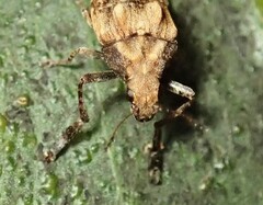 Araecerus palmaris