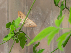 Scopula umbilicata