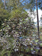 Phacidiopycnis washingtonensis