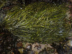 Ascophyllum nodosum