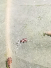 Ctenarytaina eucalypti