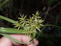 Cyperus hillebrandii