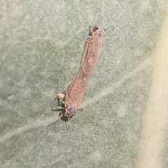 Ctenarytaina eucalypti