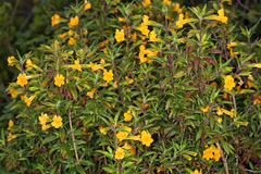 Diplacus aurantiacus