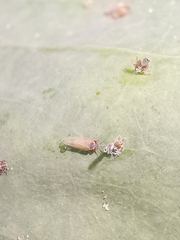 Ctenarytaina eucalypti
