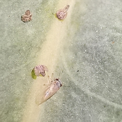 Ctenarytaina eucalypti