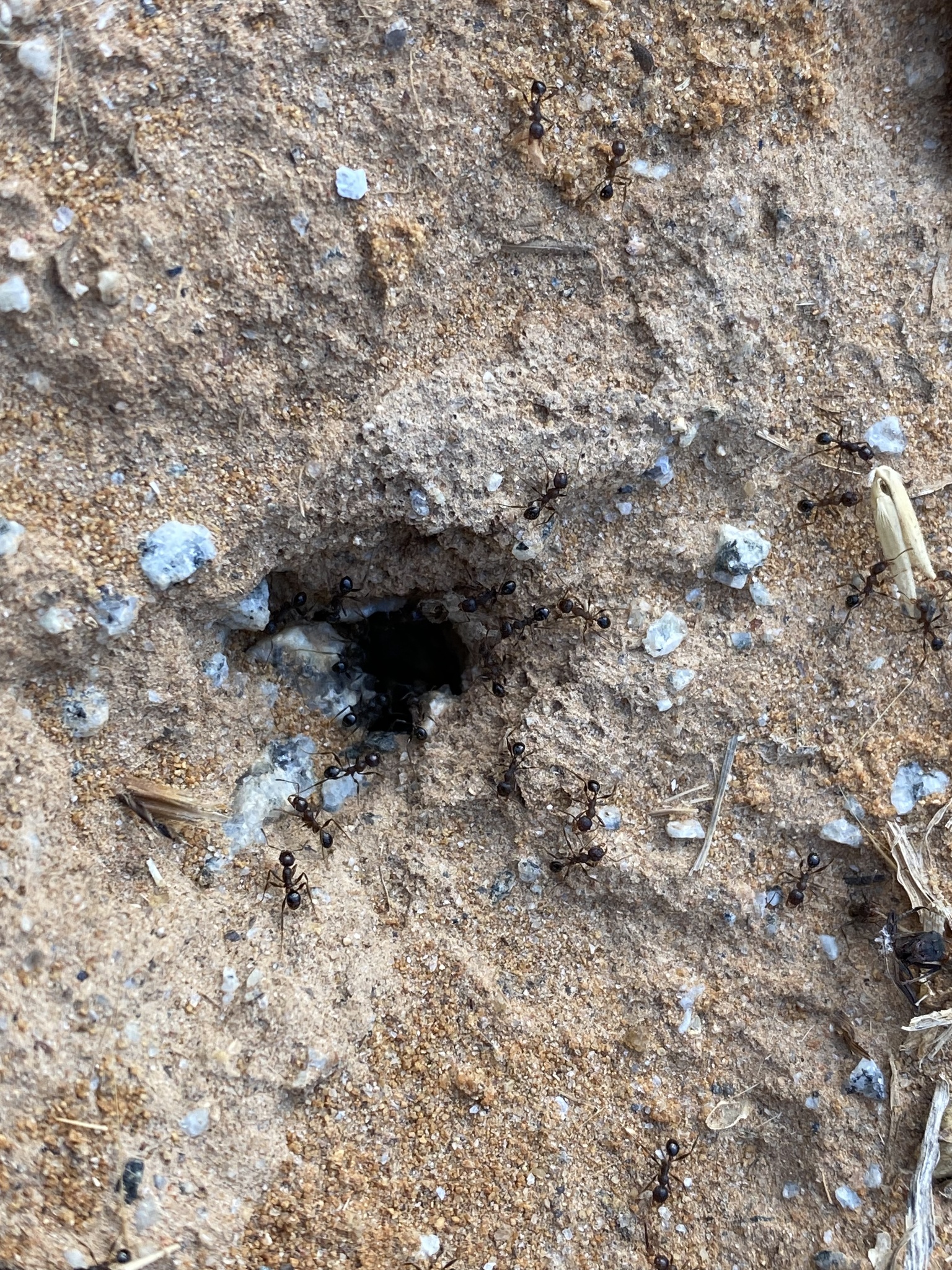 Pheidole hartmeyeri