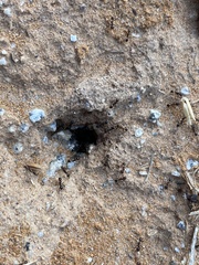 Pheidole