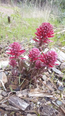 Pedicularis densiflora