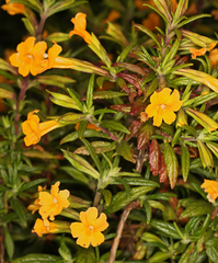 Diplacus aurantiacus