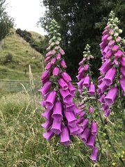 Digitalis purpurea