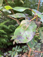 Phacidiopycnis washingtonensis