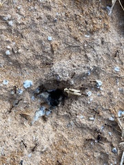 Pheidole
