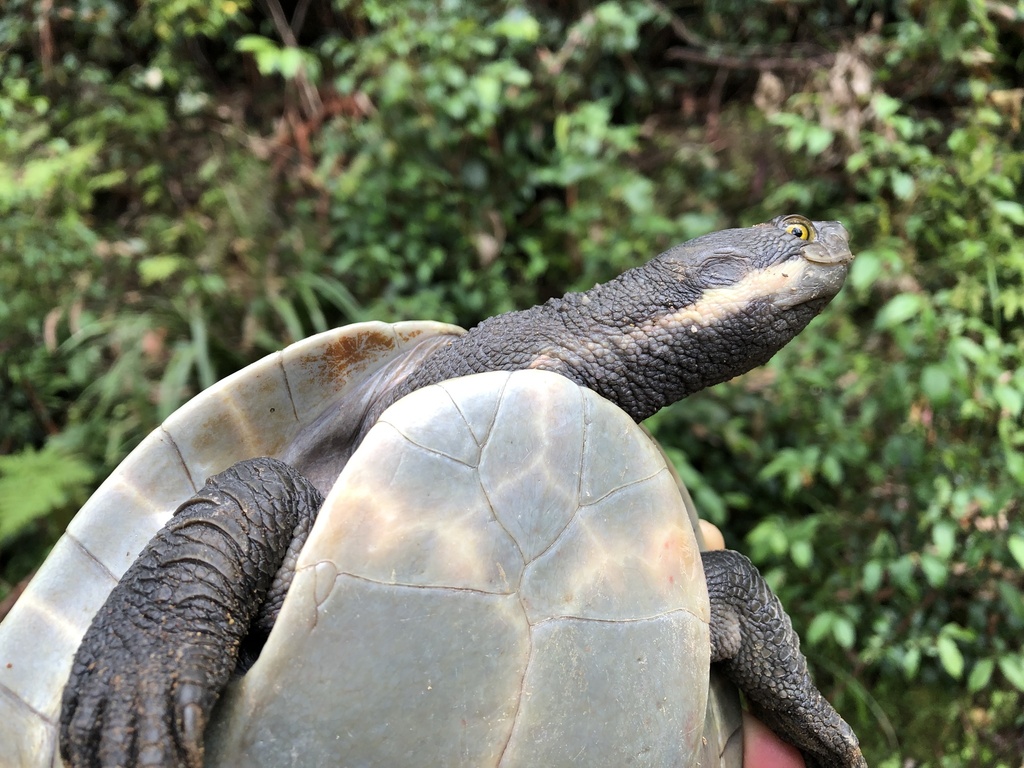 Macquarie Turtle from Allgomera, NSW, AU on November 28, 2022 at 03:34 ...