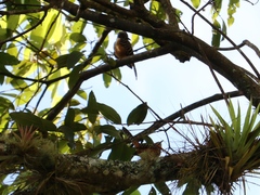 Campylorhynchus zonatus