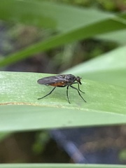 Empidoidea